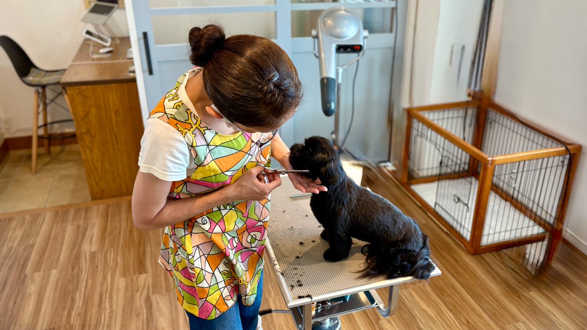 onefordog's tweet photo. 【お手入れ教室】
シーズーのてらくんは追加レッスンでカットを練習中✂️
都内から毎月ご通学いただき感謝です✨
飼い主さんに特化した学び場を全国にも広げたい!
#お手入れ教室 #シーズー #犬のいる暮らし #OneforDog #トリミング https://t.co/nrkGFPxxE9