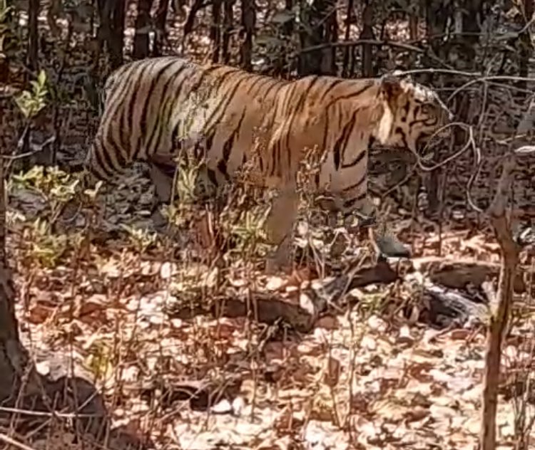 Ramgarh vishdhari tiger reserve 
A wide range of Aravali mountain tiger landscape 
Another male tiger reached to RVTR from Ranthambhore through wildlife corridor.(wait for more details) It’s Amazing movement for wildlife lovers and its indicate the value of corridors for healthy
