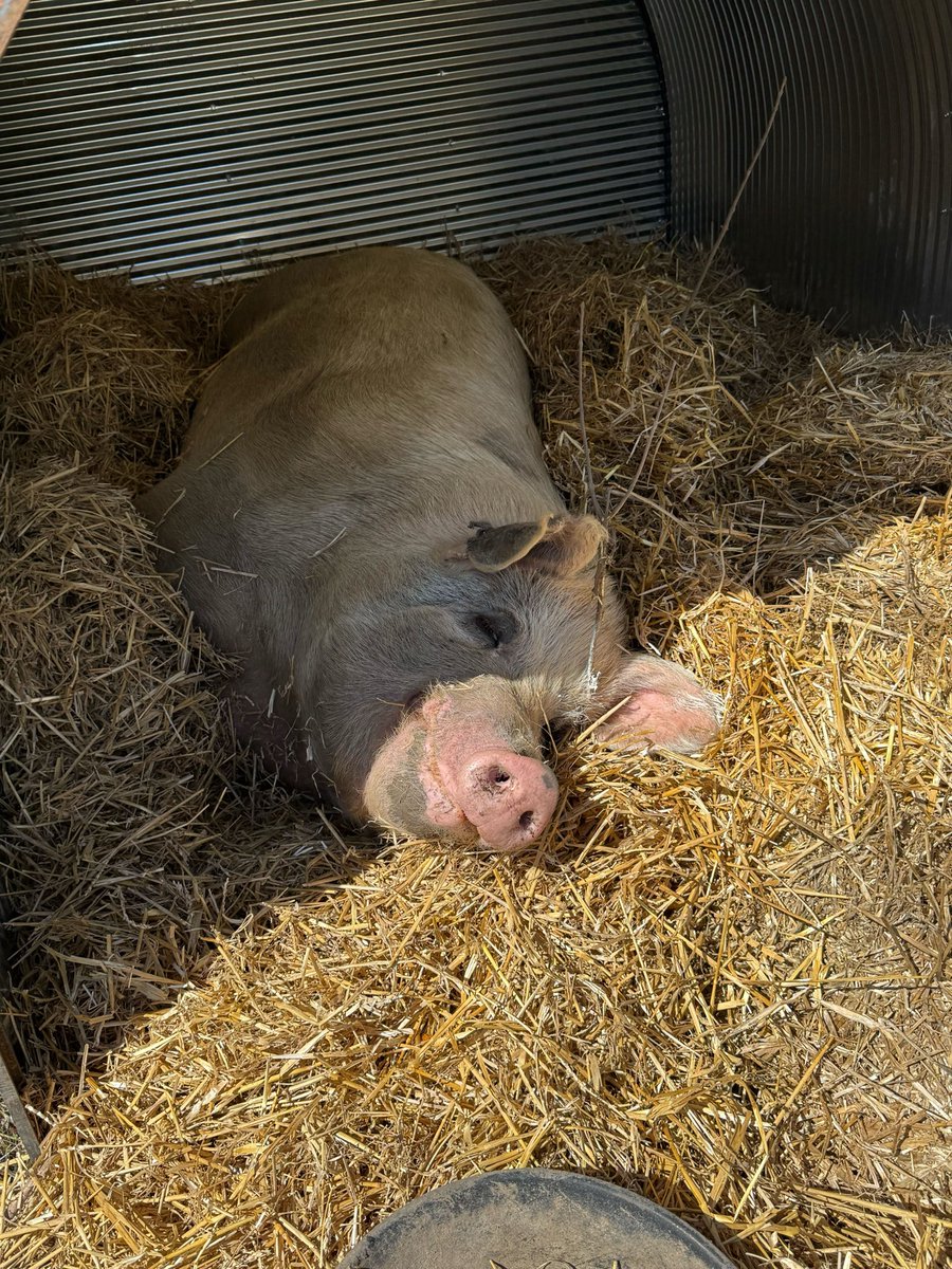 Barn Sanctuary tweet media