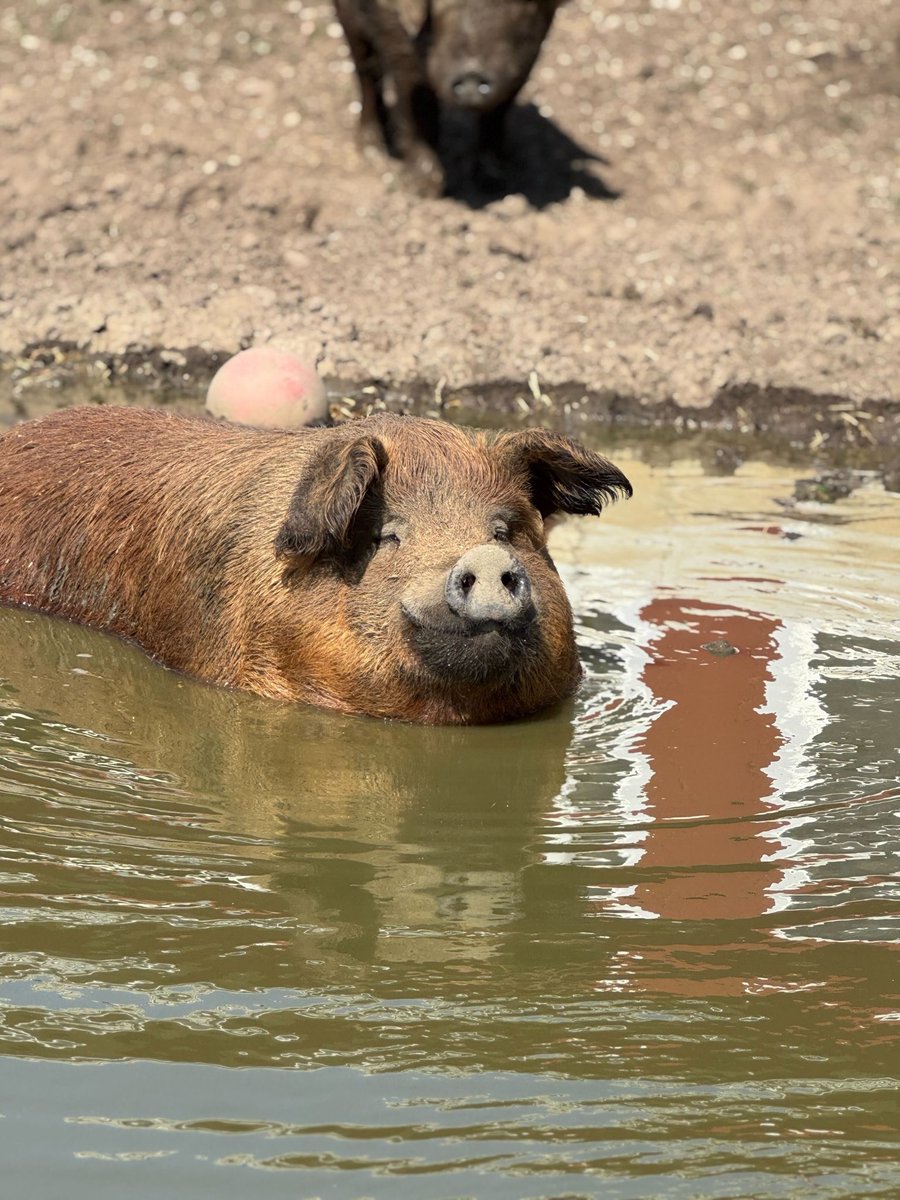 Barn Sanctuary tweet media