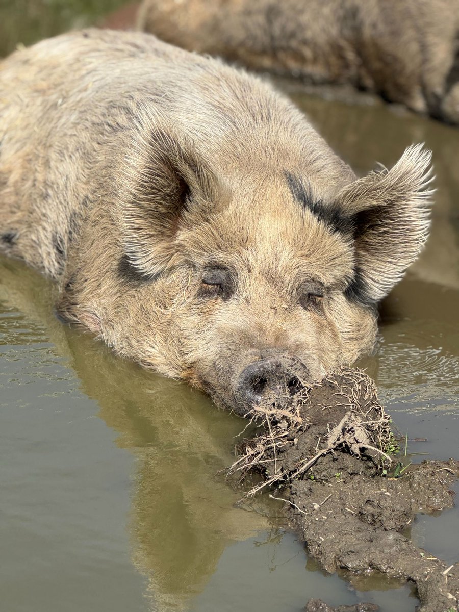Barn Sanctuary tweet media