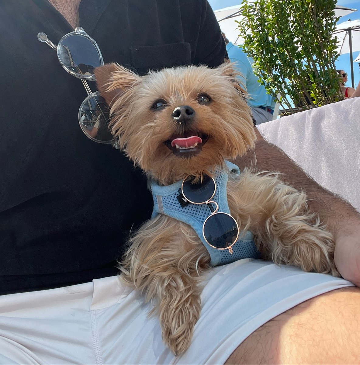 YorkieShoutOuts's tweet photo. ➡️REPOST/SHOUTOUT⁠
⁠
🐾⁠
DM for 📷 Photo credit or removal ⁠(All rights are reserved &amp; belongs to their respective owners)⁠
⁠
❤️Follow Us if you love Yorkies!❤️⁠#yorkieshoutouts ( #📷 @louieforprez ) https://t.co/brUKbqwcz3