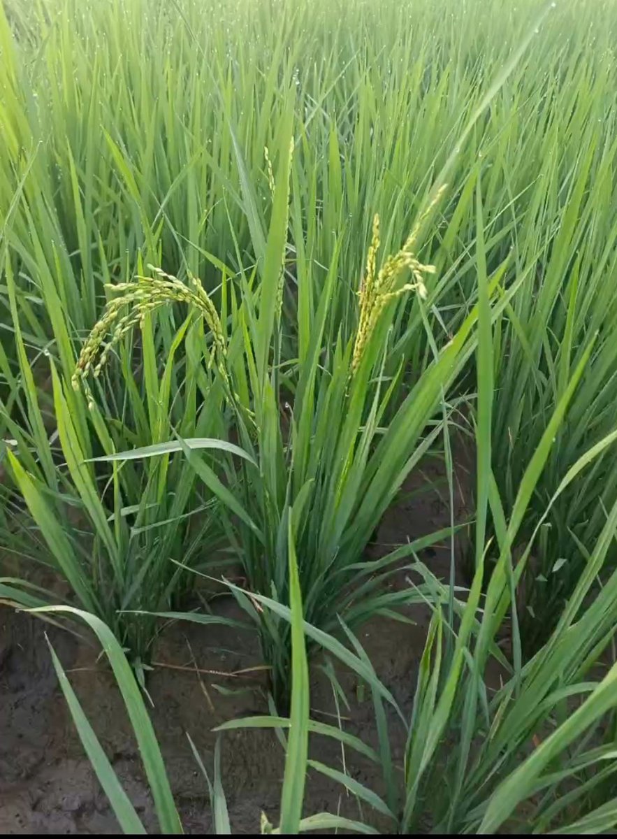 megalaDMK's tweet photo. நெற்கதிர்கள்
#விவசாயம்_காப்போம்
#Agricultural
#kudikadu #papanasam #thanjai #todaypic https://t.co/NMz0zdPH03