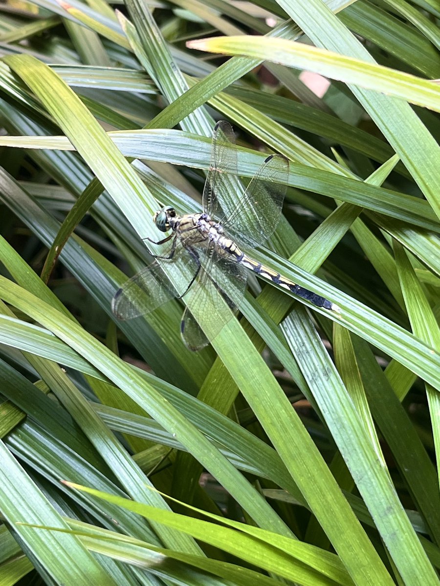 iosuke_sato's tweet image. オフィスで仕事してたら、肩にトンボ止まってた😱無事リリース👍

I was working in the office when a dragonfly landed on my shoulder 😱 I let the dragonfly go safely👍