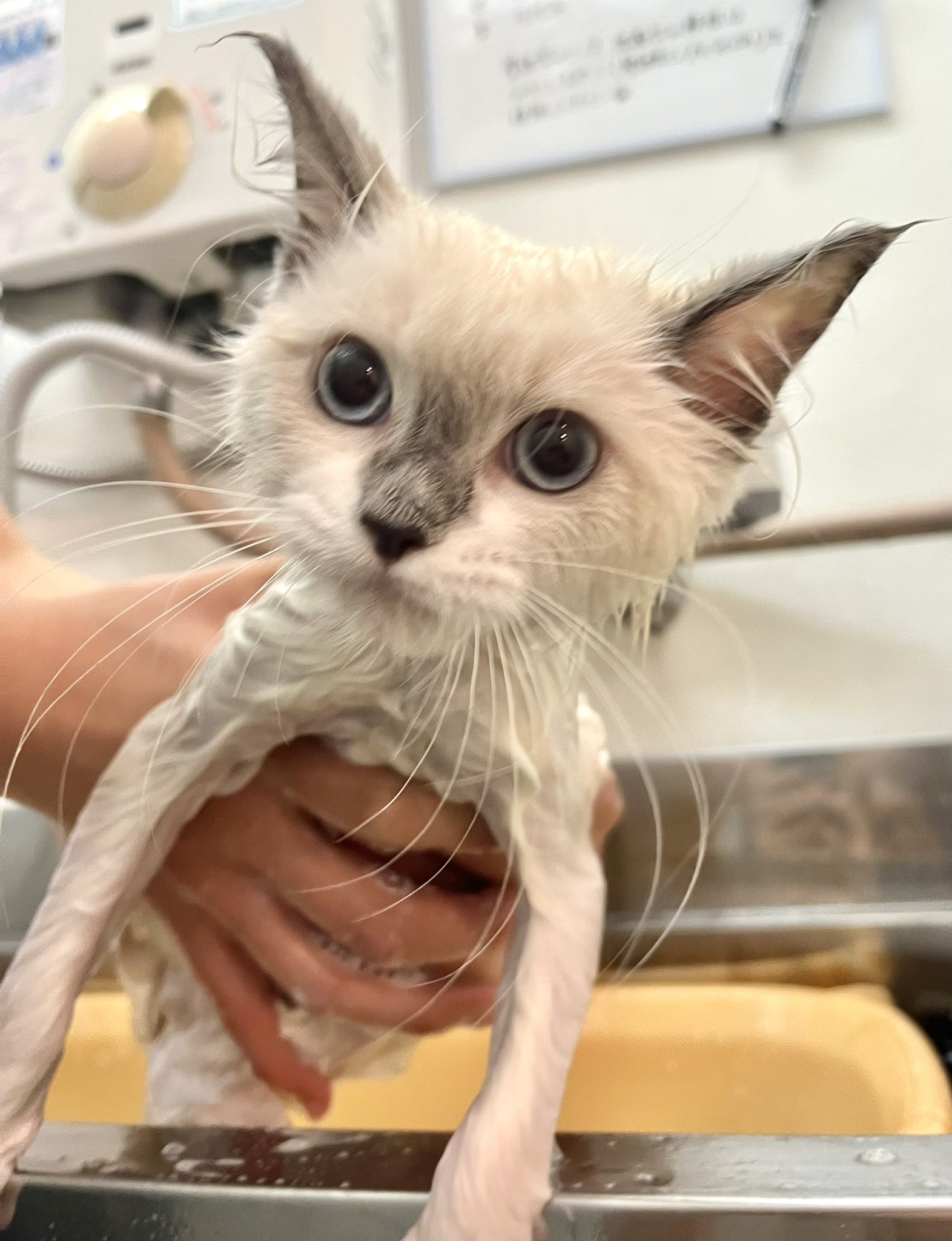 猫ガニみー 楽天市場】ライオン ペットキッス PETKISS ネコちゃんの