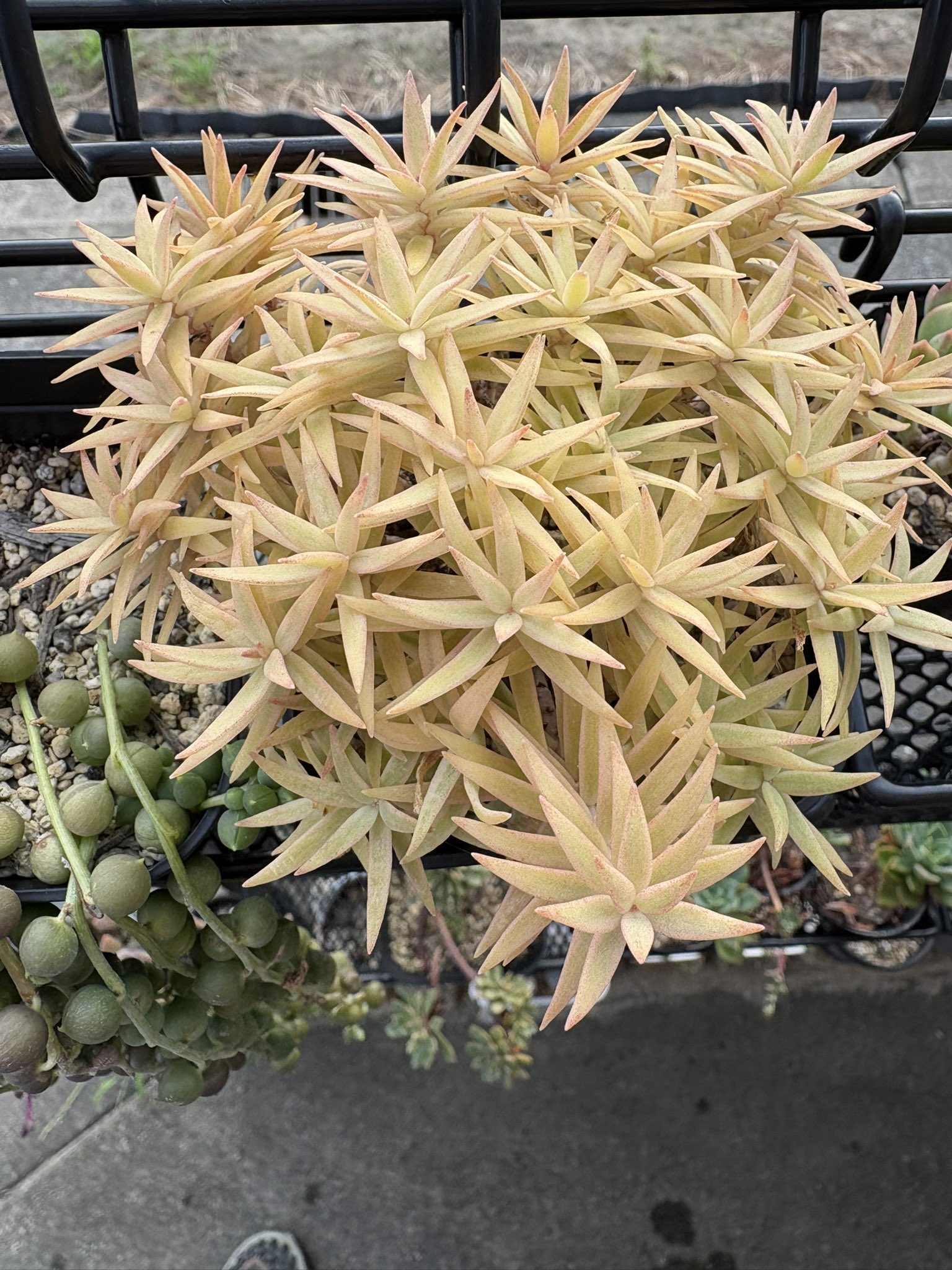 【にこにこ植物】速達 にこにこ植物】速達 ちぃた on X: