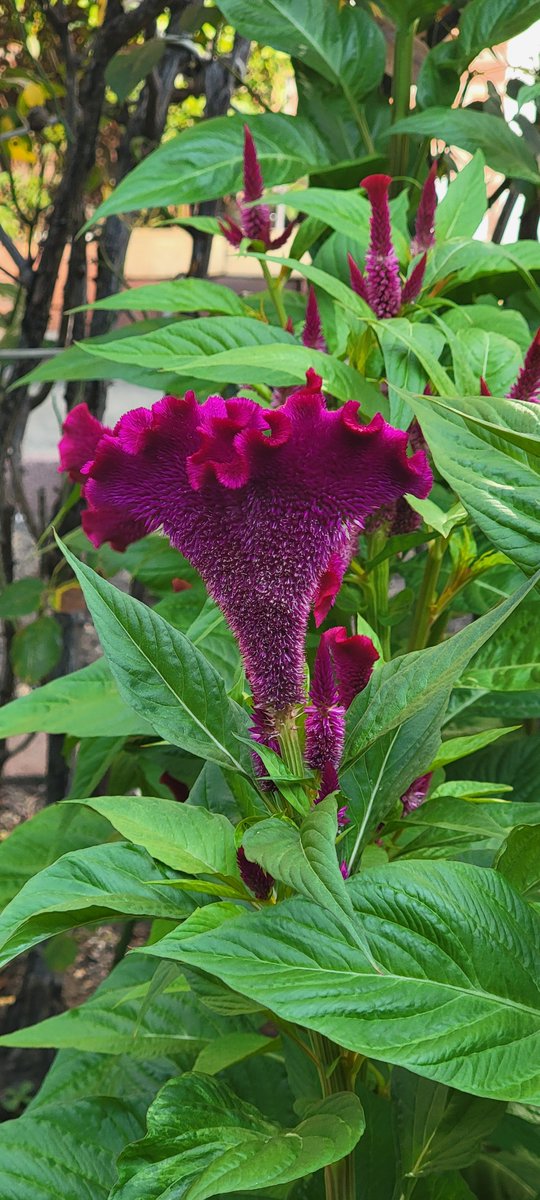 Michael Passalacqua tweet media