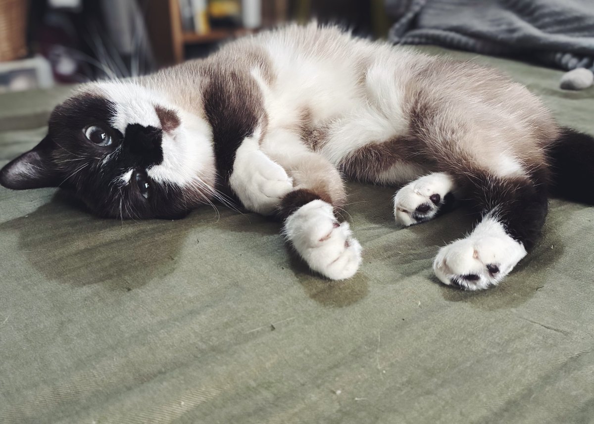 晴れてるのにまた雷鳴ってるよ…って言っても「ふーん……で？」って感じです