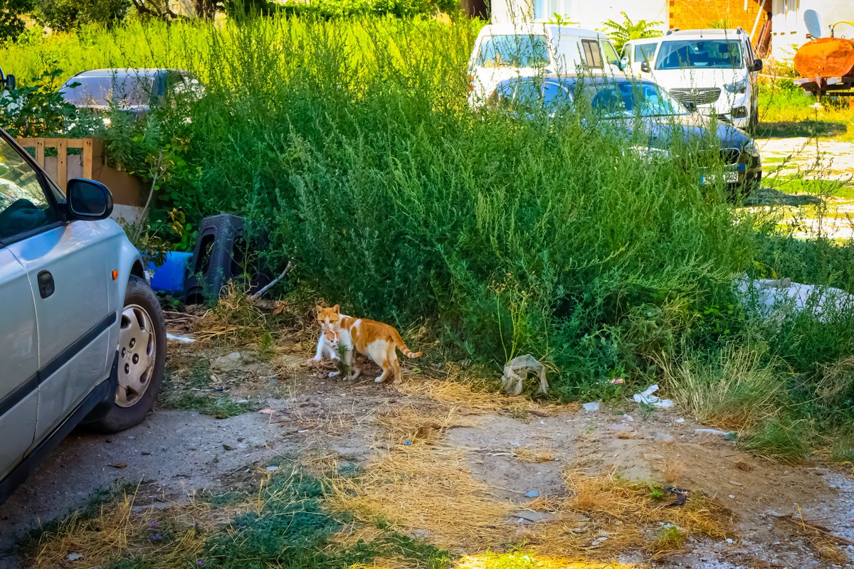 Yakaladığım fotoğrafa bakın ısırcam