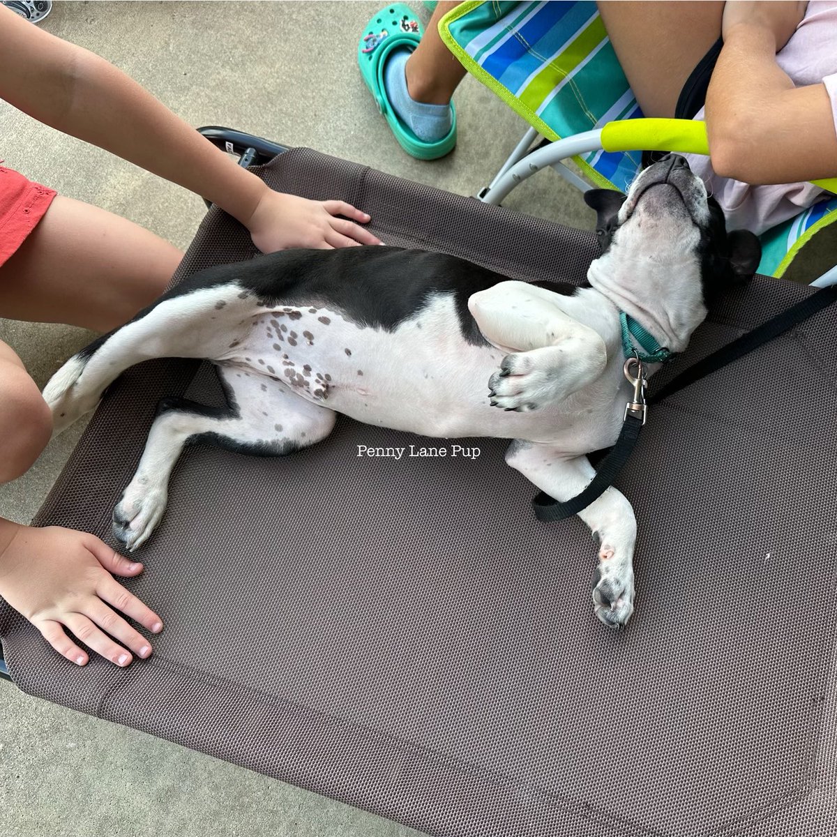 Penny_Lane_Pup's tweet photo. Danny Kay had da pawfect afternoon playing with da neighborhood kiddos!
#dannykay #fosterpup https://t.co/uUKlhN9nhp