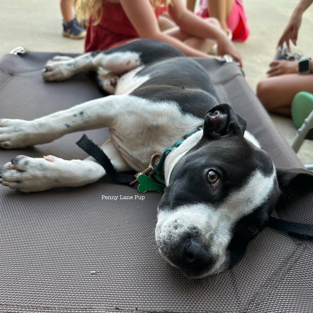 Penny_Lane_Pup's tweet photo. Danny Kay had da pawfect afternoon playing with da neighborhood kiddos!
#dannykay #fosterpup https://t.co/uUKlhN9nhp