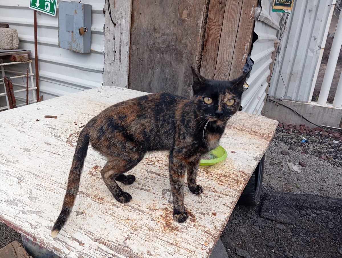 Por favor, esta gatita está en una construcción: corre mucho peligro. Yo tengo ahorita 4 en ht. Y salgo de viaje mañana. Alguien puede recibirla en ht? Yo pago traslado me encargo de difusión y coopero con gastos hasta que se adopte 

Está en edomex. Yo me encargo del traslado