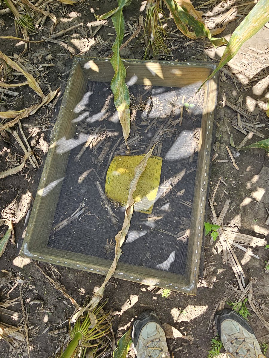 Sterling, NE. Monitoring corn rootworm beetle populations using boxes and sticky traps in a field. <a href="/crank1n3/">Casey Rankin</a> is providing valuable information about the presence and density of the pests, helping growers make informed decisions about pest management strategies. <a href="/DeanSeeds_Jeff/">Jeff Dean</a>