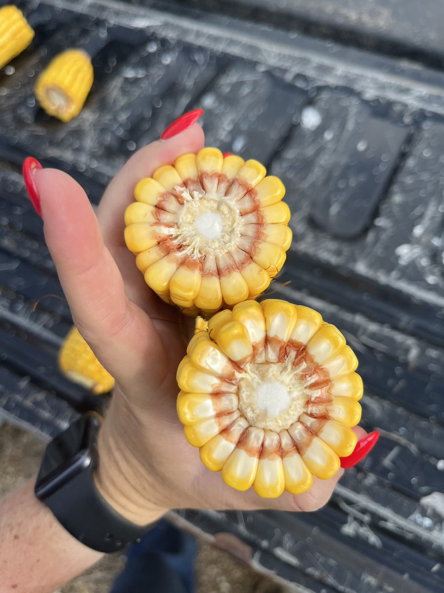 More yield checks in Fulton, IL today! #RVCtour25 <a href="/RVCooperative/">River Valley Cooperative</a>