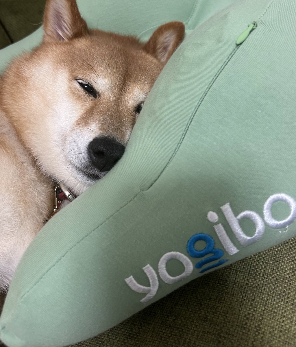 ♡ 豆柴 様、専用♡※他の方はご遠慮ください‼️ 豆柴 – търсене / X