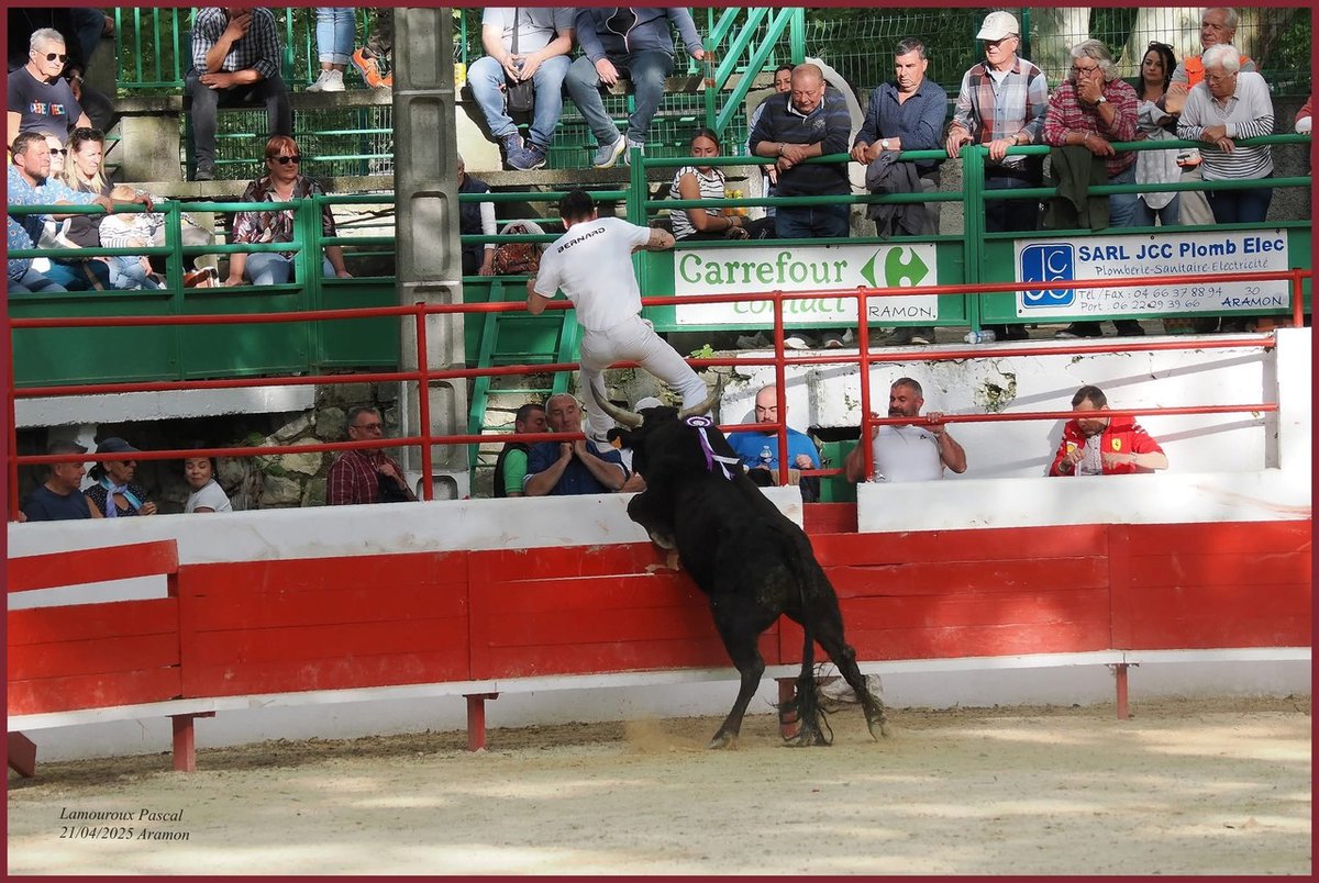 Aramon - Aramon célèbre sa Fête Votive 2025 : un programme taurin riche  #aramon ift.tt/o2OiK38