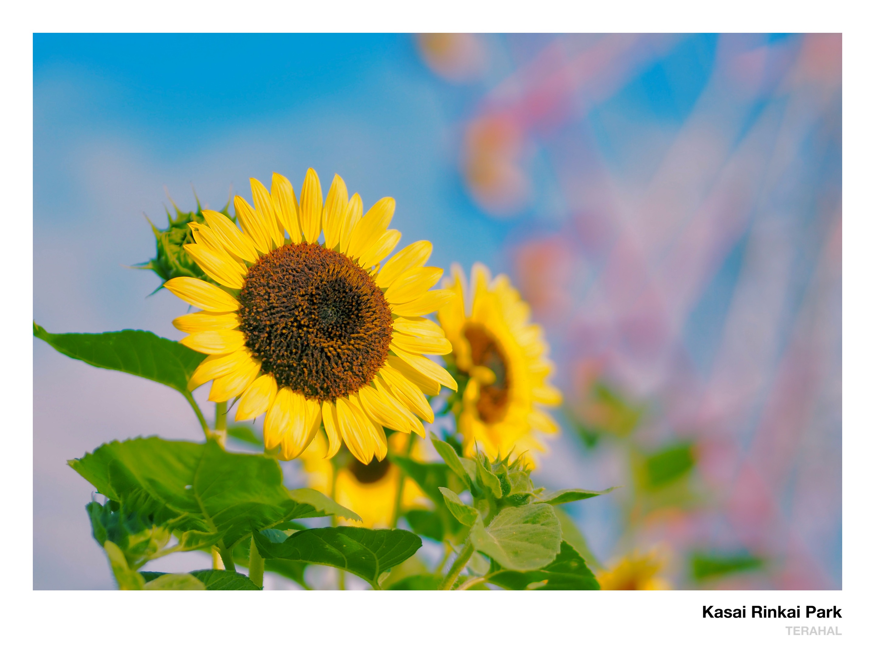 向日葵🌻 - Search / X