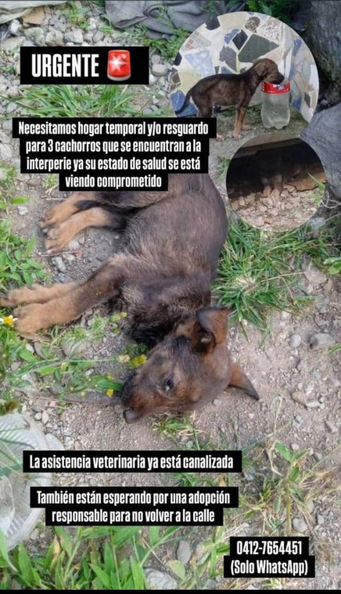 Zona Mérida 🙏🏻❤️🐶 CASO URGENTE!