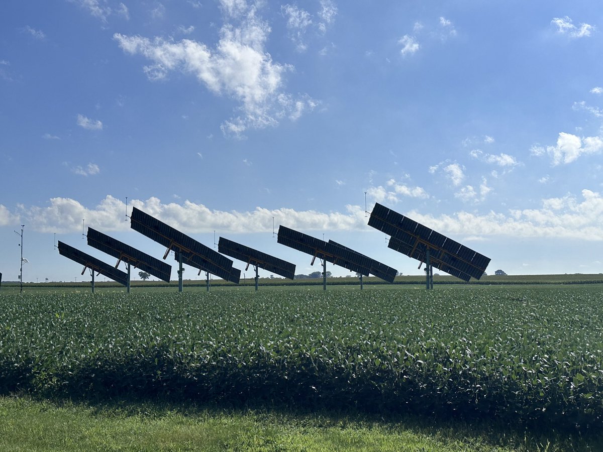 Visited raised #SolarPanels in a soybean field near Olivia today. Interesting concept. They move to face the sun every 15 min, will lay flat if it's too windy, and are tall enough to farm under. #MNag #solarpower