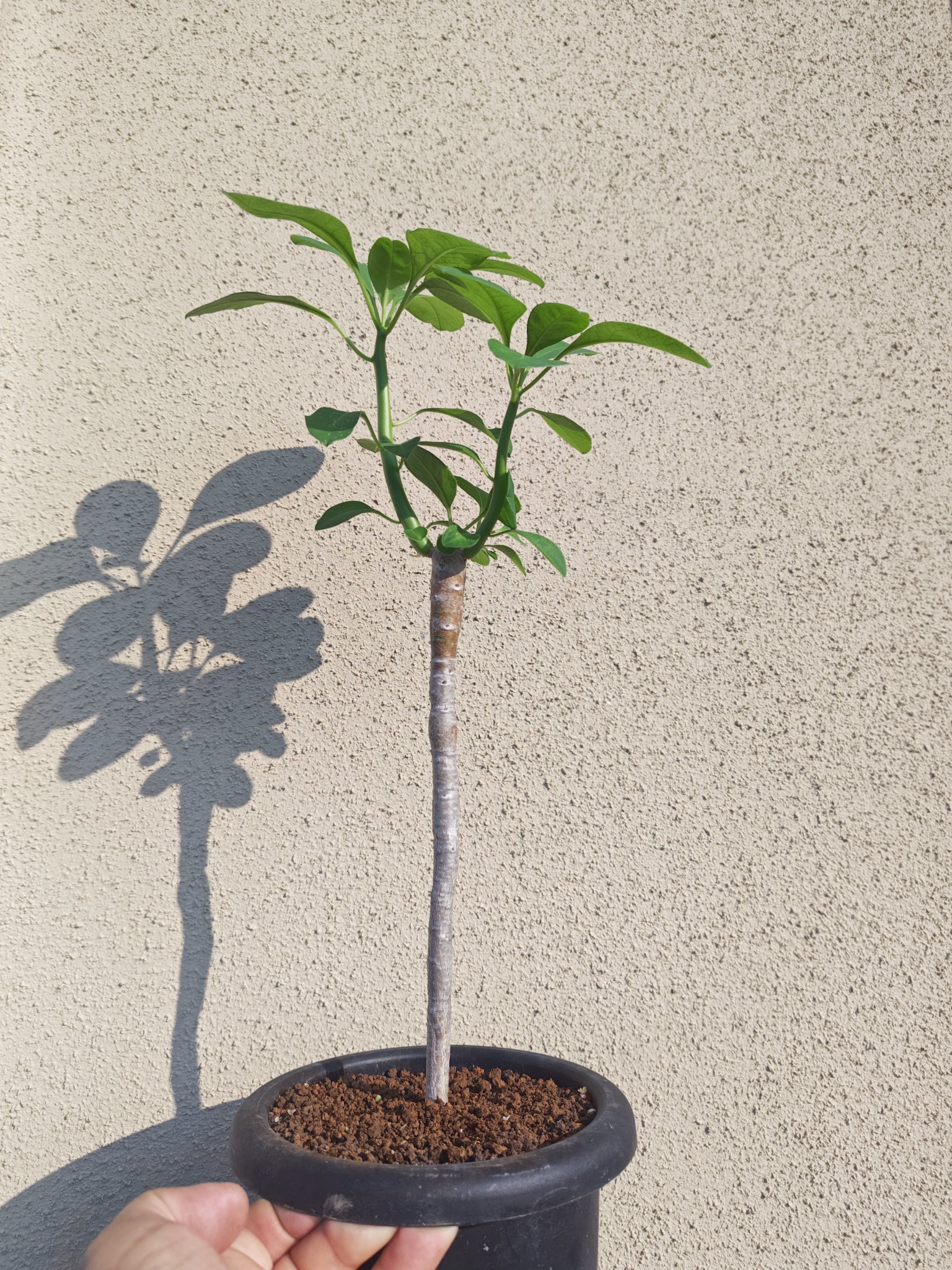 その他観葉植物 moomooo solxsol｜観葉植物 Dischidia インブリカータ x マットポット