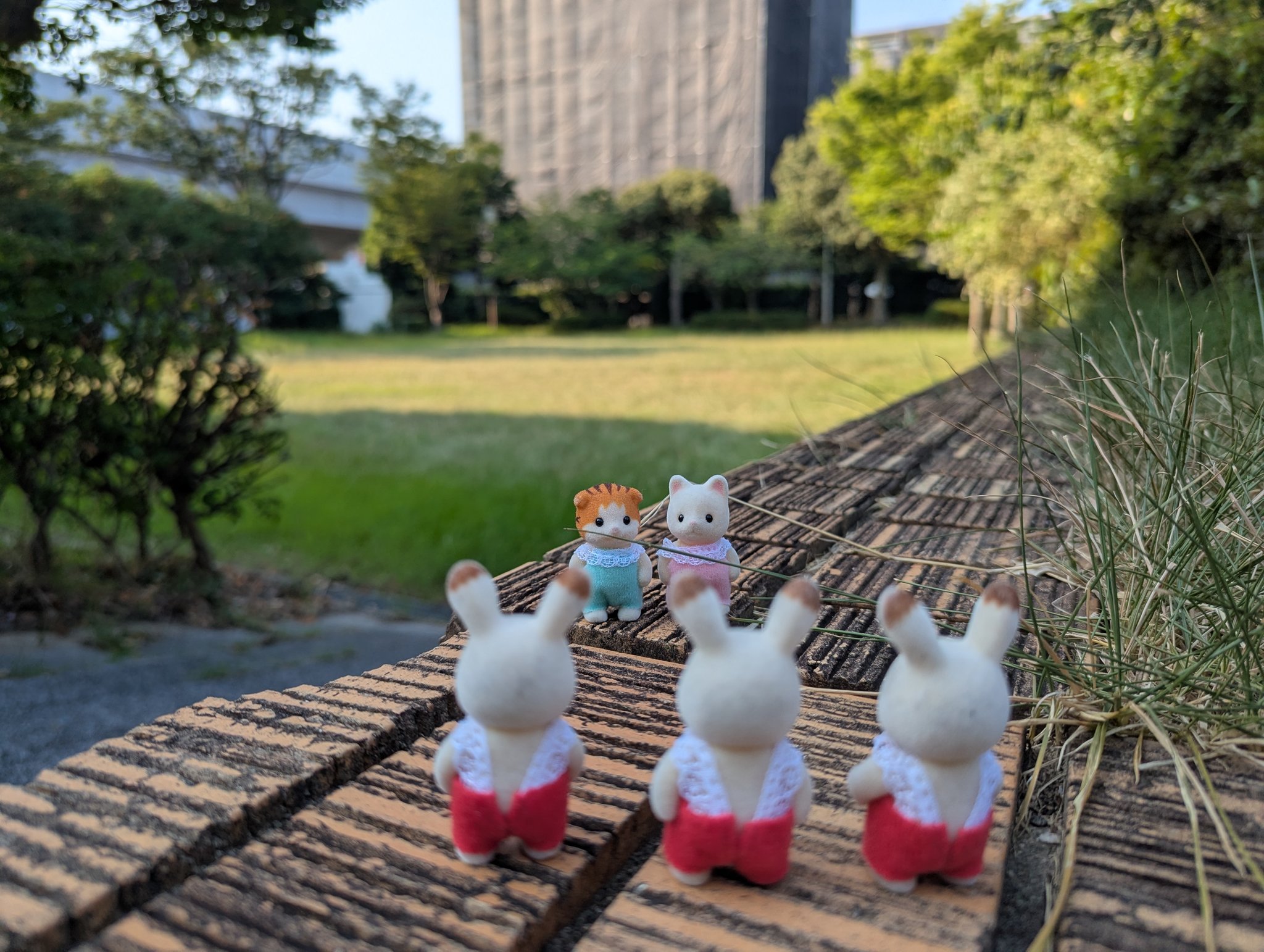 写真を撮るウサギ on X: 