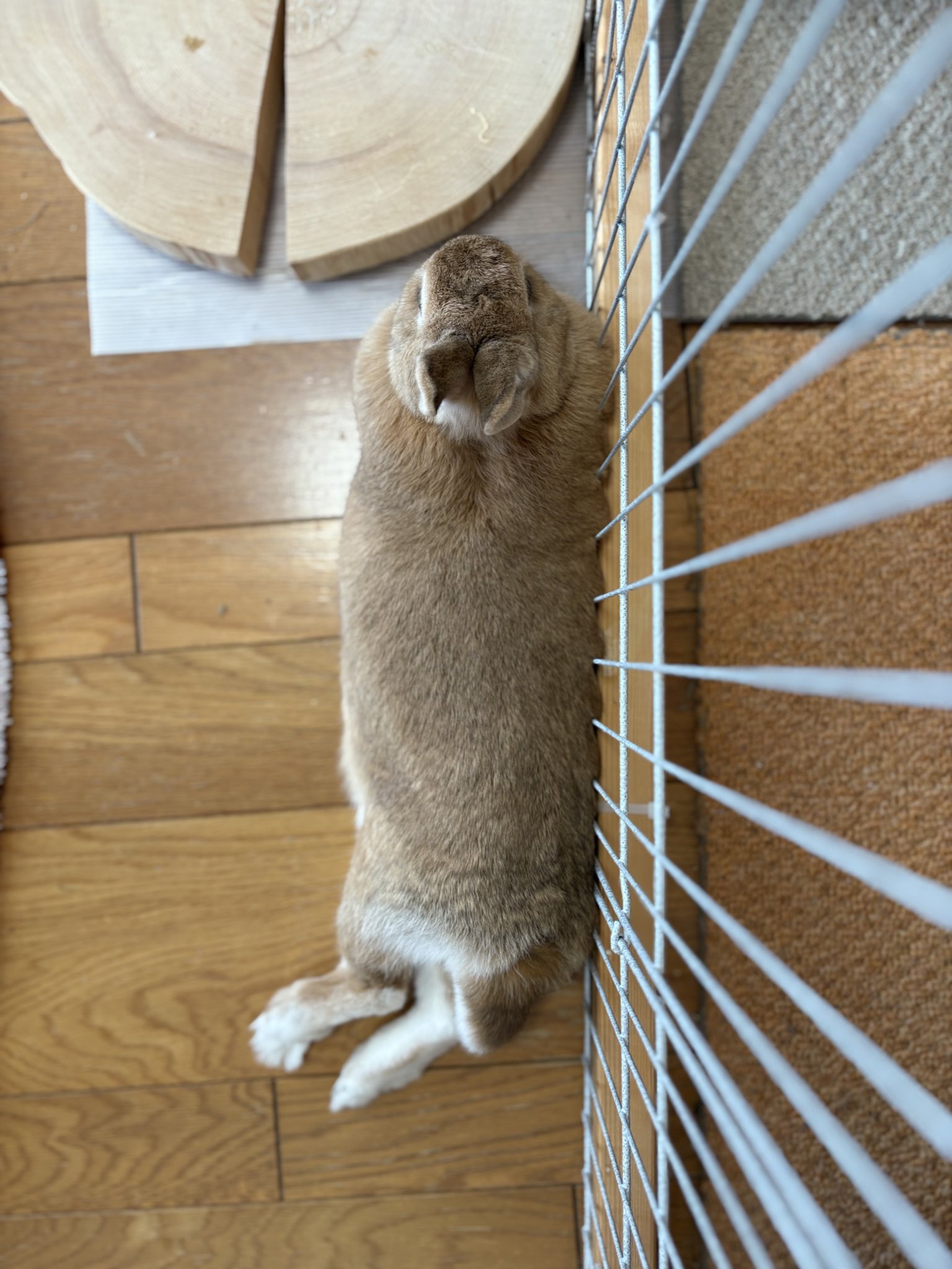 ごま🐰(飼い主:あるじ) on X: 