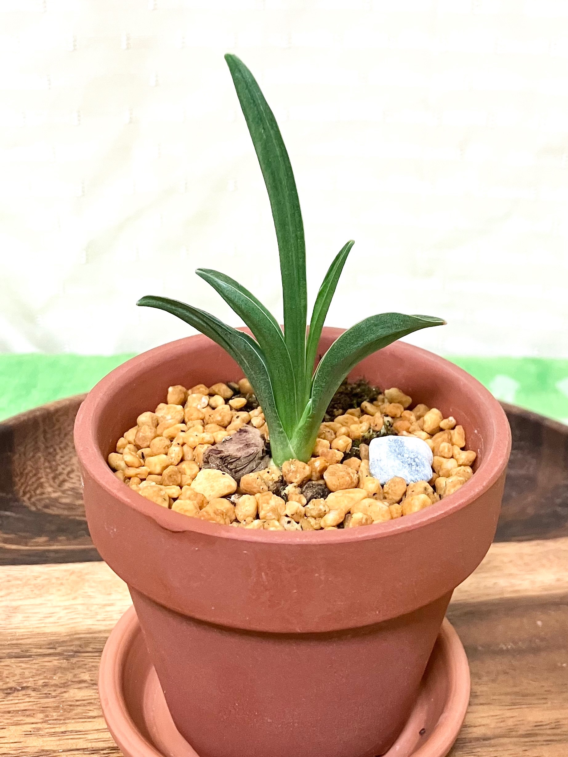 万年青「愛玉殿」「瑞泉」