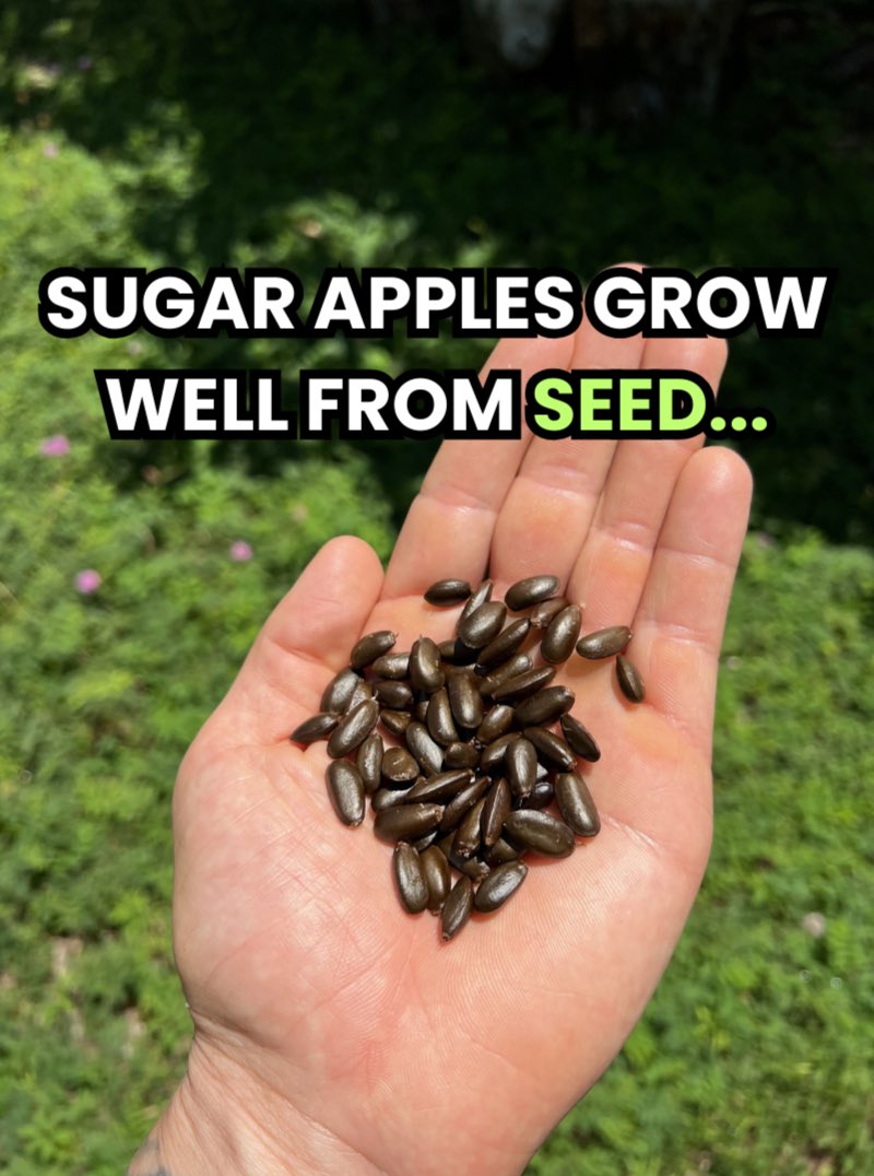 GrowInnHomes's tweet photo. Interested in growing your own Sugar Apples?
Sugar Apples are in peak season right now in Florida and they are one of our favorite fruits
To grow your own Sugar Apples or visit https://t.co/2q7pJHXFXP
#GrowInnHomes #SugarApple https://t.co/JpZdrMUx3G