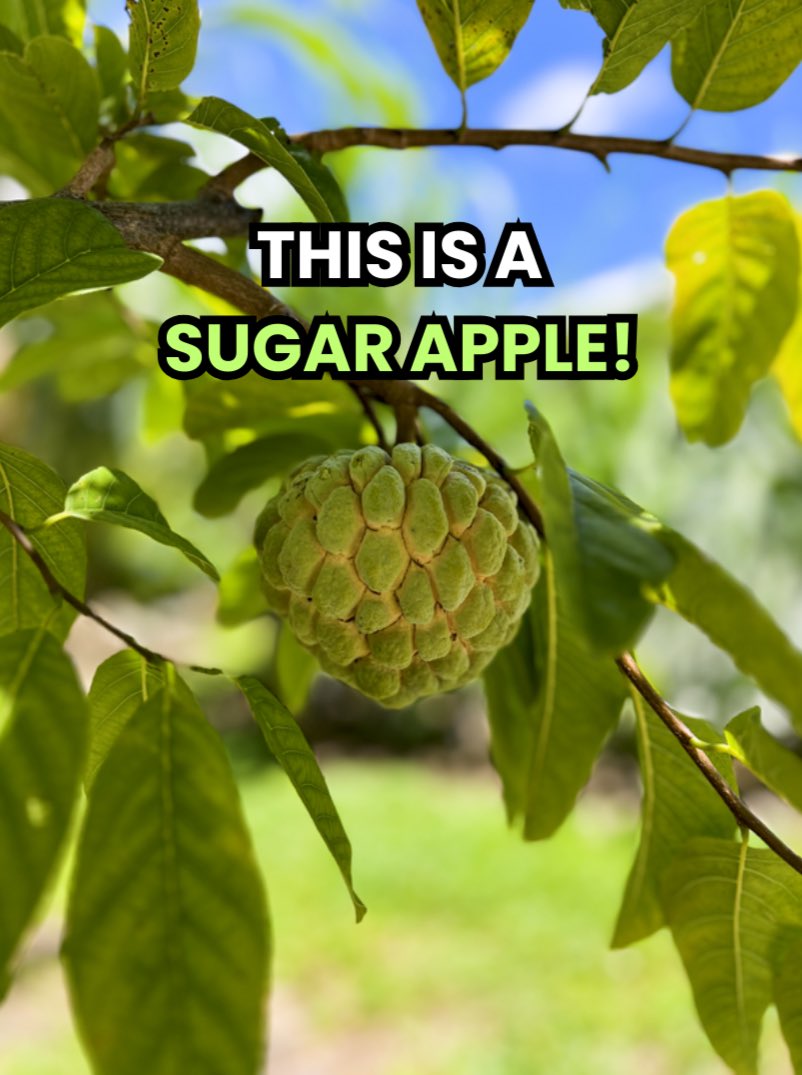 GrowInnHomes's tweet photo. Interested in growing your own Sugar Apples?
Sugar Apples are in peak season right now in Florida and they are one of our favorite fruits
To grow your own Sugar Apples or visit https://t.co/2q7pJHXFXP
#GrowInnHomes #SugarApple https://t.co/JpZdrMUx3G