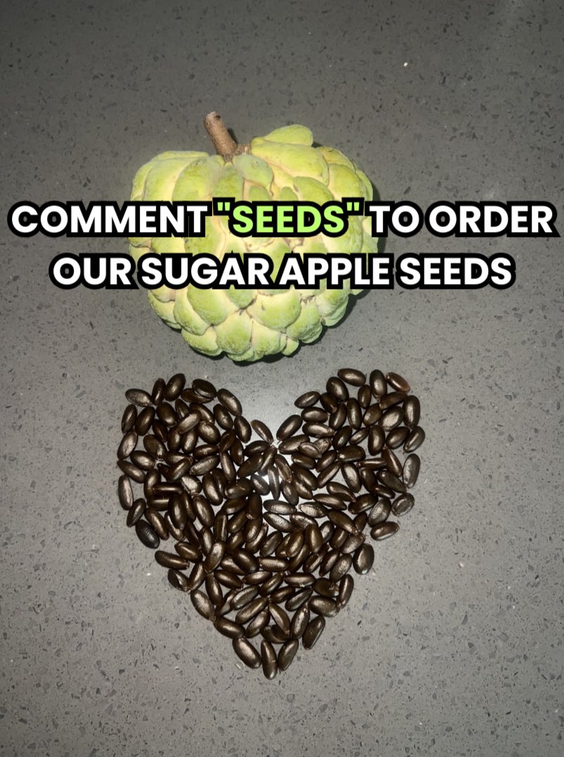 GrowInnHomes's tweet photo. Interested in growing your own Sugar Apples?
Sugar Apples are in peak season right now in Florida and they are one of our favorite fruits
To grow your own Sugar Apples or visit https://t.co/2q7pJHXFXP
#GrowInnHomes #SugarApple https://t.co/JpZdrMUx3G