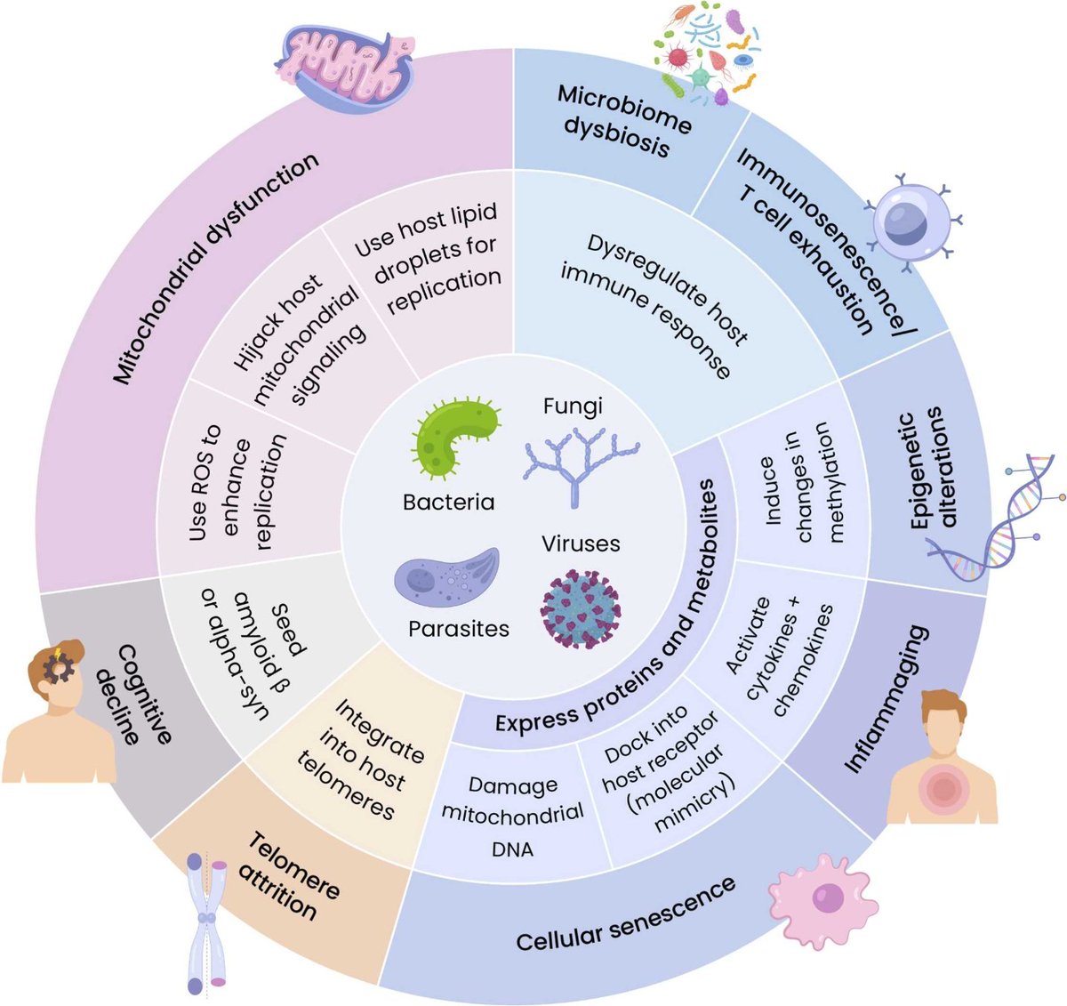 agingdoc1's tweet photo. Pathogens accelerate features of human aging: A review of molecular mechanisms

https://t.co/o2iGM0kvMI https://t.co/SXqkogScbU