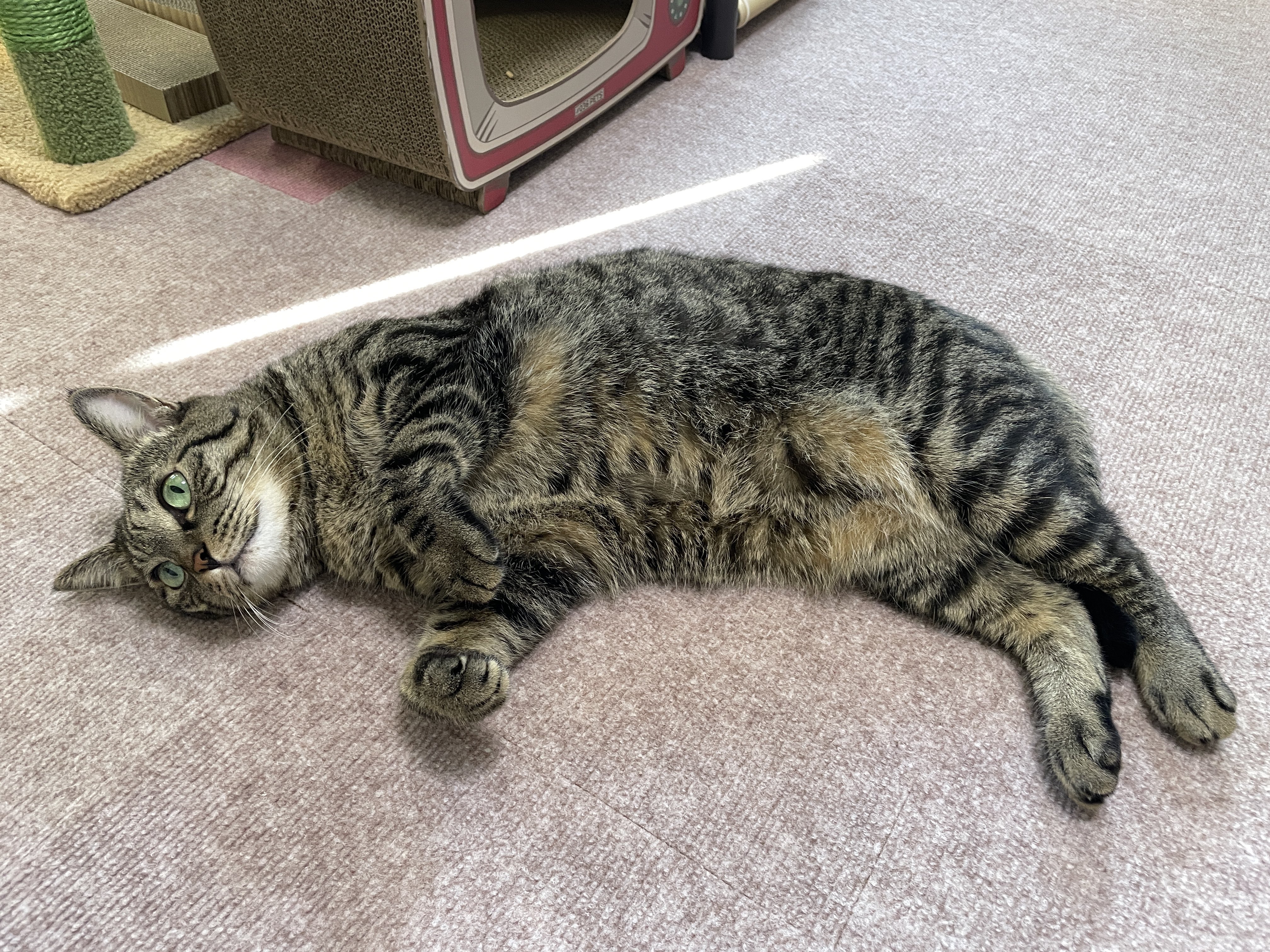 ねこちゃん 猫の日 - YouTube