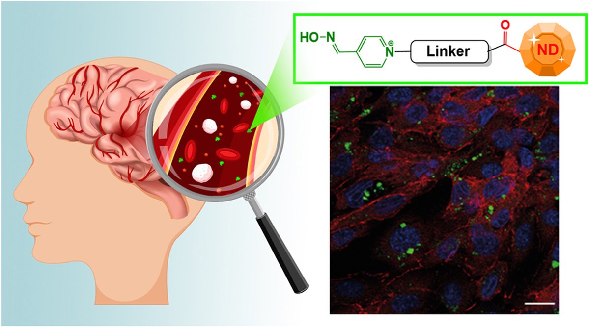 Mochalin Group (@mochalingroup) on Twitter photo Our report on #Nanodiamond mediated delivery of antidotes against chemical weapon agents into the Central Nervous System (#CNS): doi.org/10.1016/j.cbi.… in collaboration with groups from Estonia (<a href="/KarpichevYevgen/">Yevgen Karpichev</a>) and Czech Republic
<a href="/MissouriSandT/">Missouri S&T</a>
<a href="/sandtChemistry/">Missouri S&T Chemistry</a>
<a href="/sandtcase/">S&T College of Arts, Sciences, and Education</a> Our report on #Nanodiamond mediated delivery of antidotes against chemical weapon agents into the Central Nervous System (#CNS): doi.org/10.1016/j.cbi.… in collaboration with groups from Estonia (<a href="/KarpichevYevgen/">Yevgen Karpichev</a>) and Czech Republic
<a href="/MissouriSandT/">Missouri S&T</a>
<a href="/sandtChemistry/">Missouri S&T Chemistry</a>
<a href="/sandtcase/">S&T College of Arts, Sciences, and Education</a>