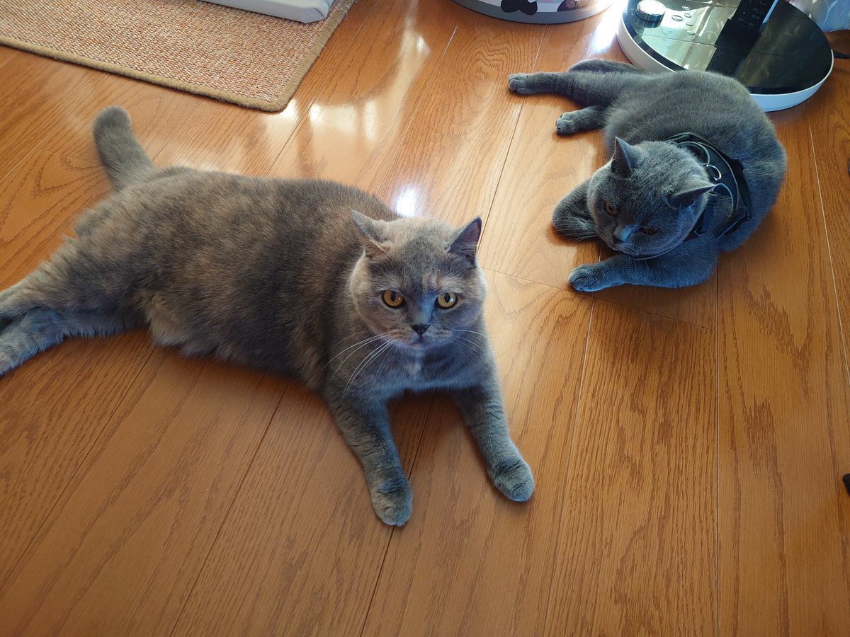 おはにゃんズ
#ブリティッシュショートヘア 
#猫のいる暮らし