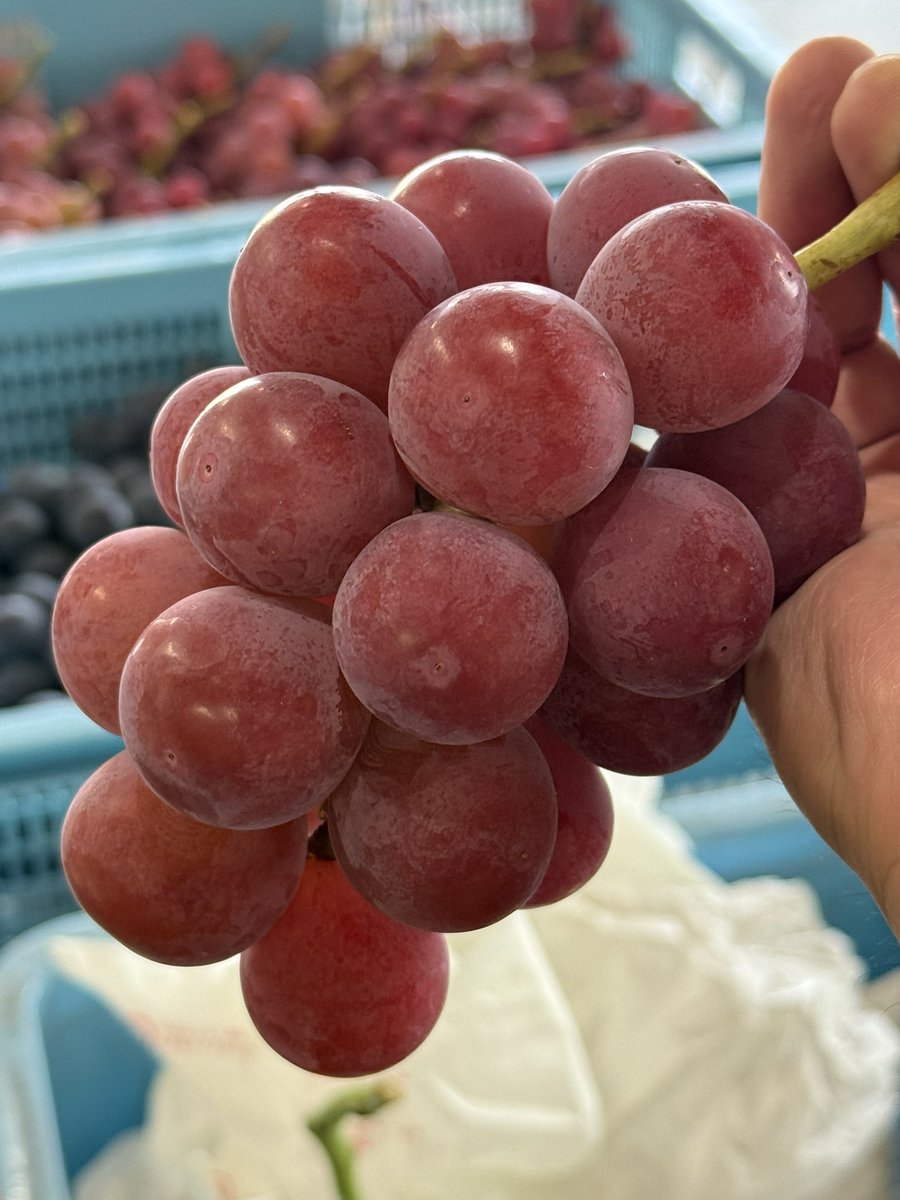 kusashio's tweet image. 8月21日（木）おはようございます。今日は、クイーンニーナ、藤稔の収穫をしました。
この時期になると甘さバッチリ＼(^^)／この後、シャインマスカット、ピオーネを収穫して9：00からオープンします♪