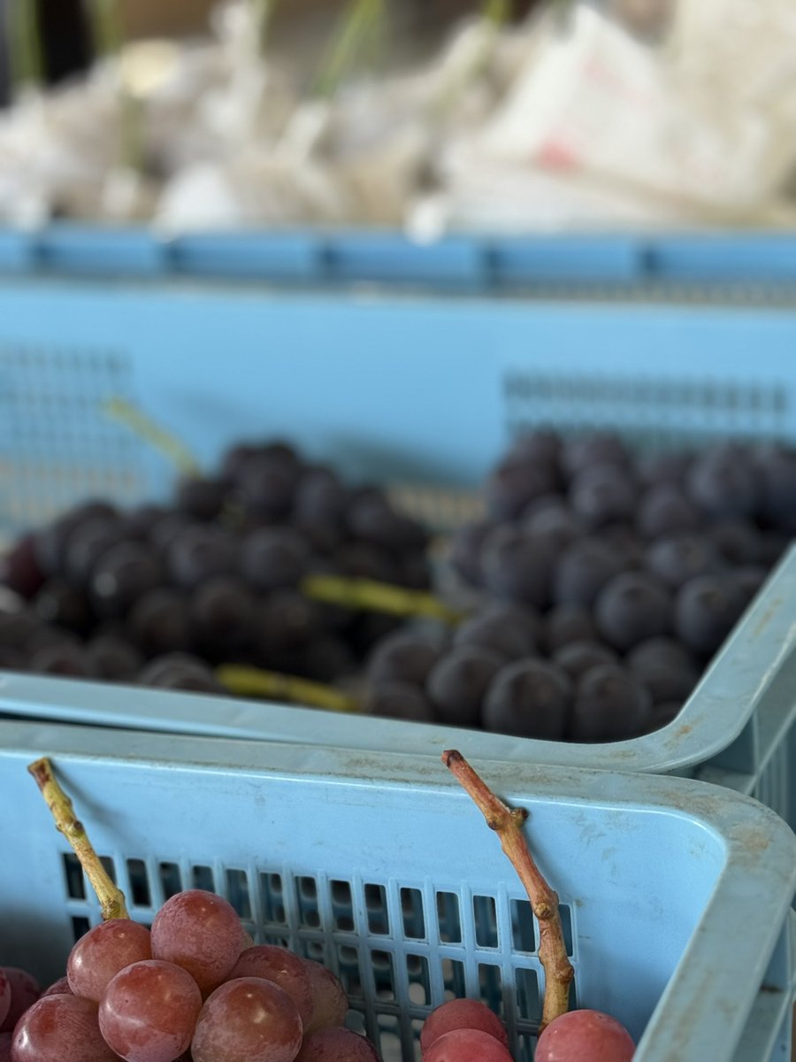 kusashio's tweet image. 8月21日（木）おはようございます。今日は、クイーンニーナ、藤稔の収穫をしました。
この時期になると甘さバッチリ＼(^^)／この後、シャインマスカット、ピオーネを収穫して9：00からオープンします♪