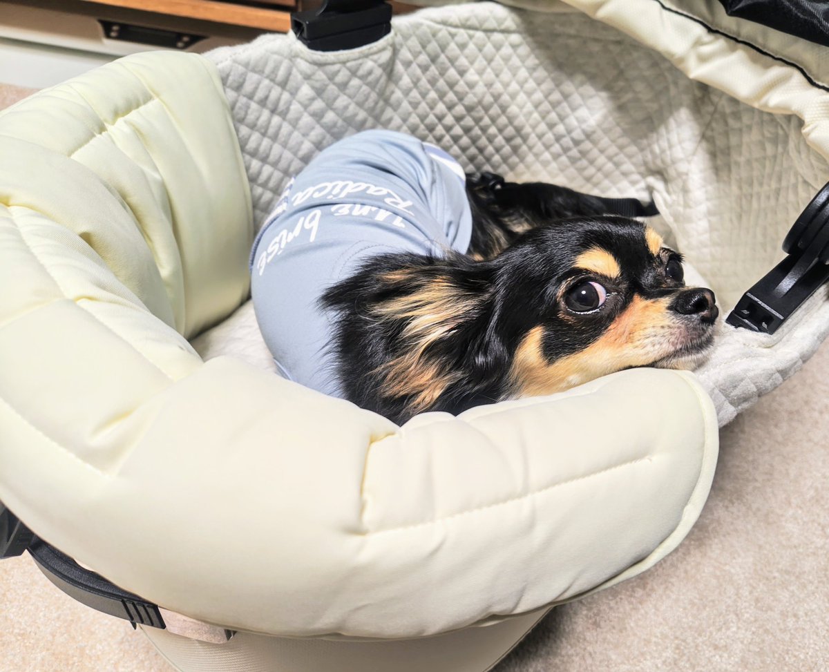 ใใใ๐ Ringo the Chihuahua (@ringo_lcc) on Twitter photo ใณใใใฎๆ้คใใใใจใณใญใณใญใๅใใซ่กใ้ใซใคใณใใใใค้กใงใ
๏ผใใฏใฏ ใณใใใฎๆ้คใใใใจใณใญใณใญใๅใใซ่กใ้ใซใคใณใใใใค้กใงใ
๏ผใใฏใฏ
