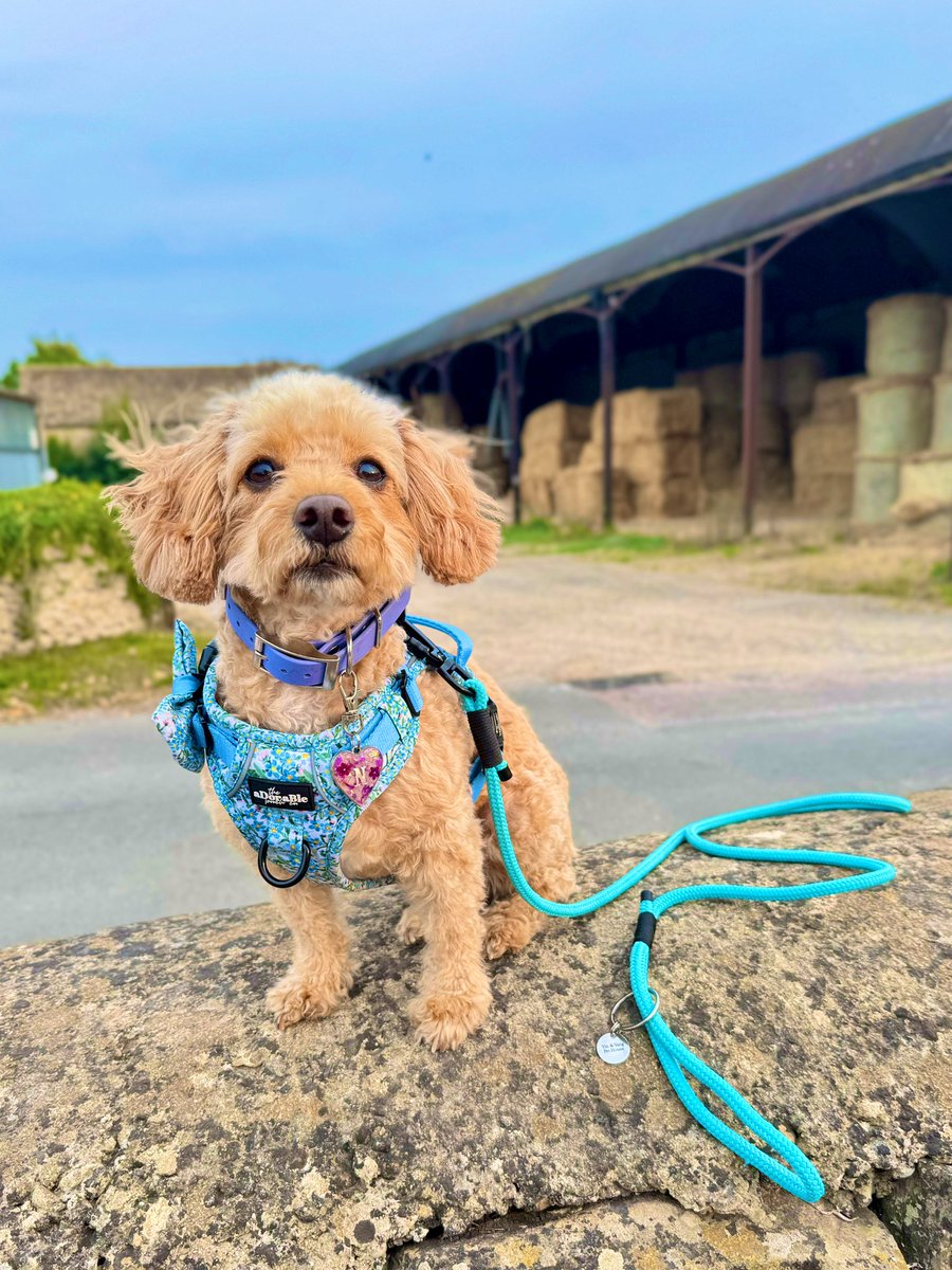 Merlin the Quaker tweet media