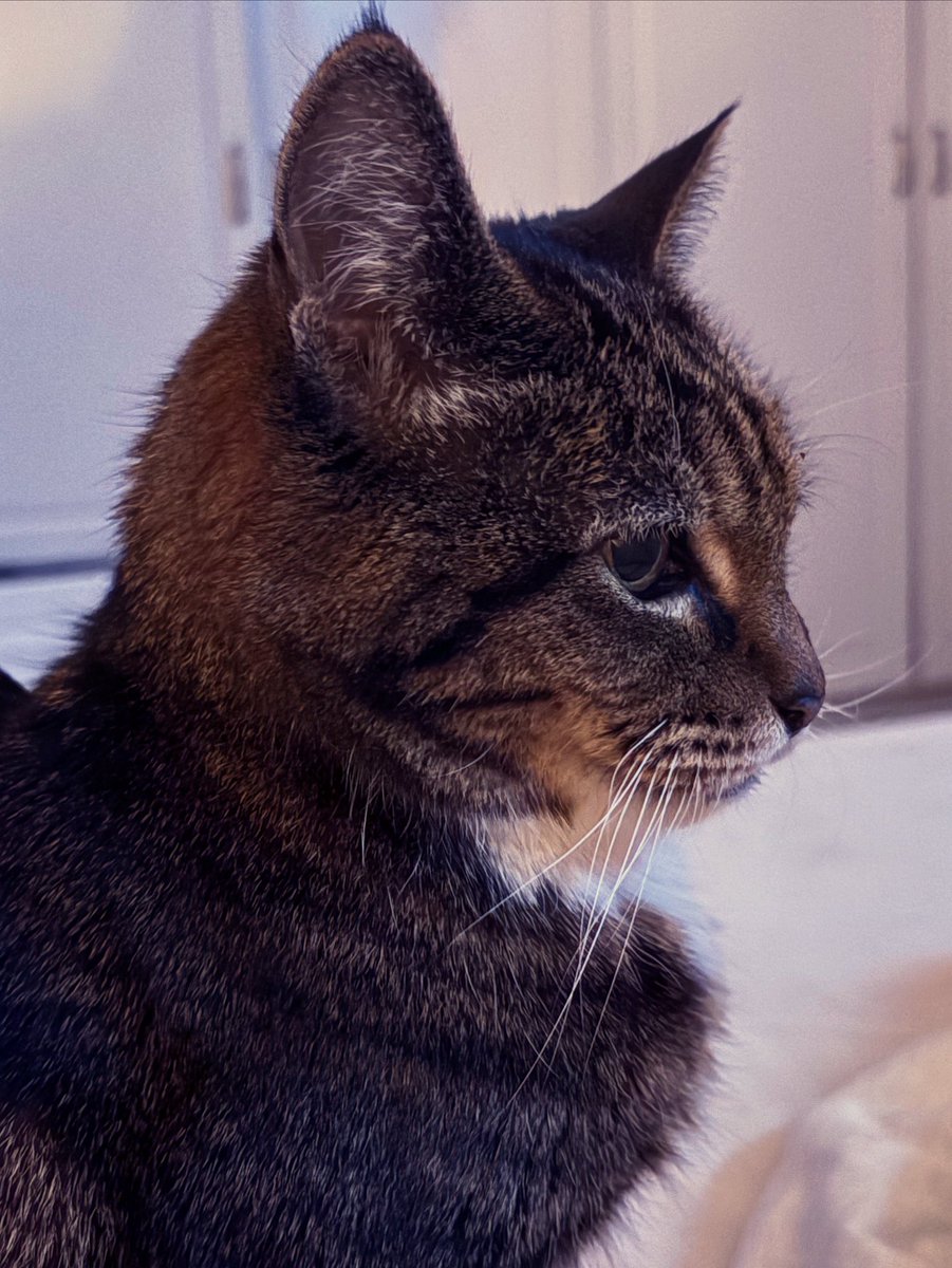 inrichmint's tweet photo. Miss Lucy Fur, my tabby serving more than a side of attitude. 14 years old and she knows how to push my cute buttons. #miss #lucyfur #fur #lucy #everyoneloveslucy #tabby #tabbycat #catlife #catlove #love #catattitude #attitude #cattitude #pushmybuttons #catsofinstagram https://t.co/9nbC91oeYY