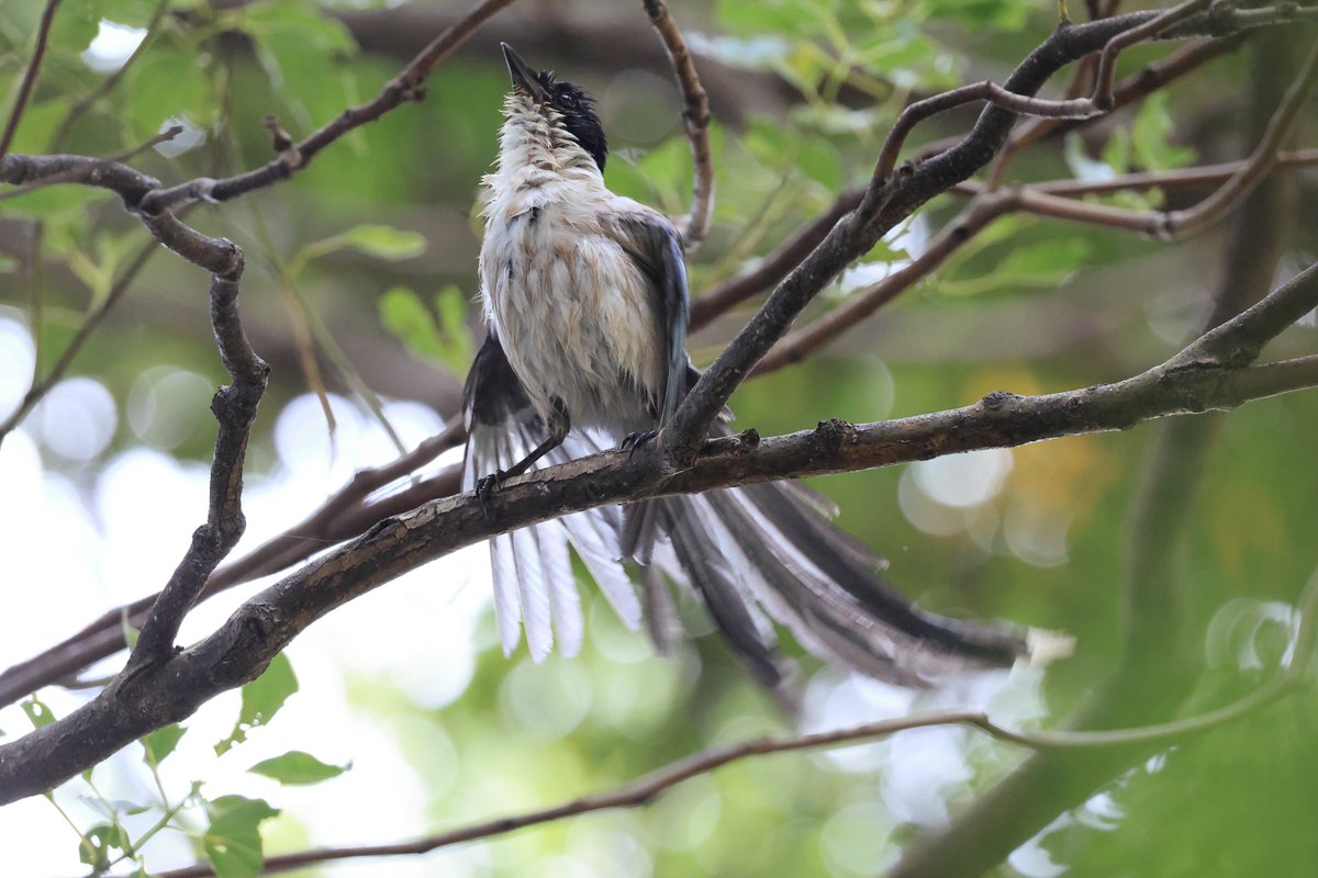 水浴び後の三者三様
#オナガ

▼野鳥写真図鑑「オナガ」
global.canon/ja/environment…