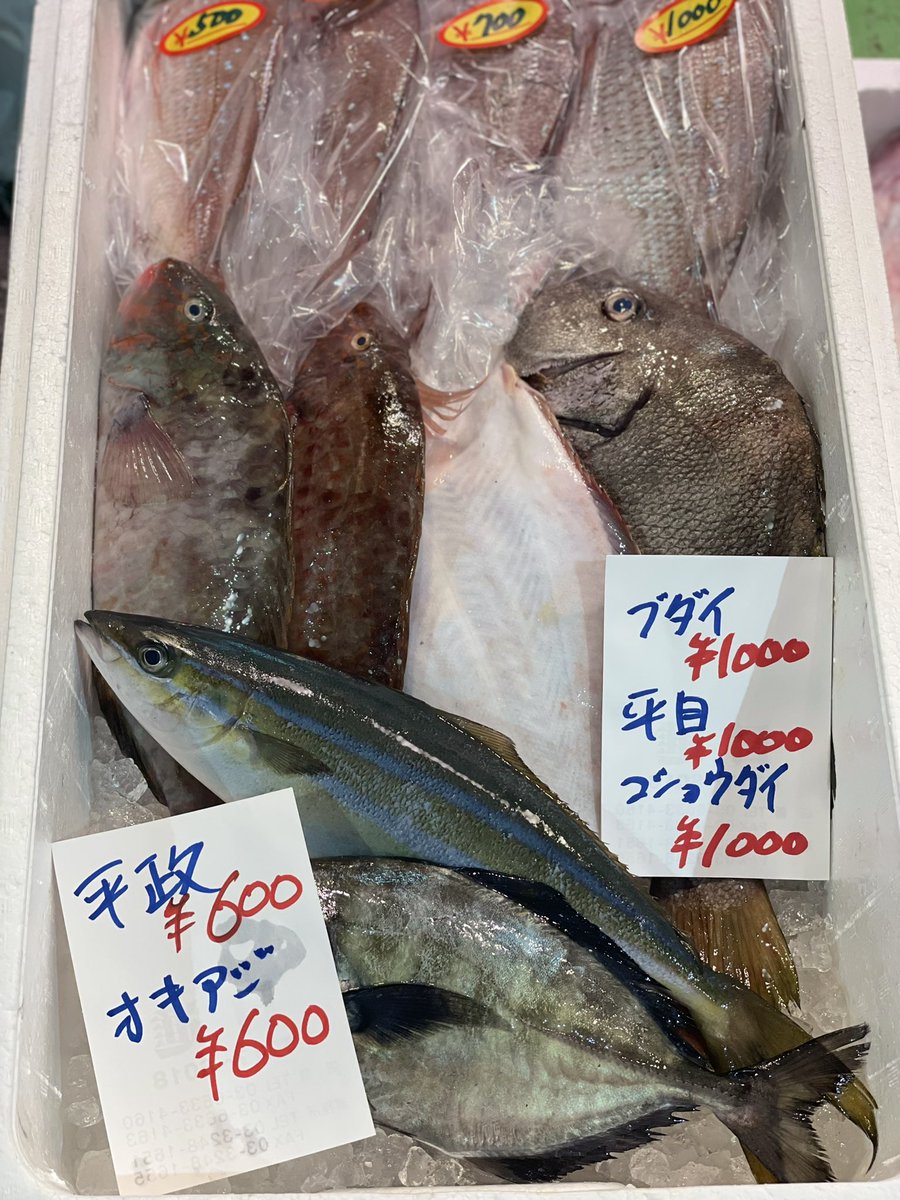 今日はオススメ　活スルメイカ🦑和歌山県産
#築地日進
#築地日進限定
#活スルメイカ
#神奈川県産真アジ
#北海道産サンマ
#茨城県産鮮魚