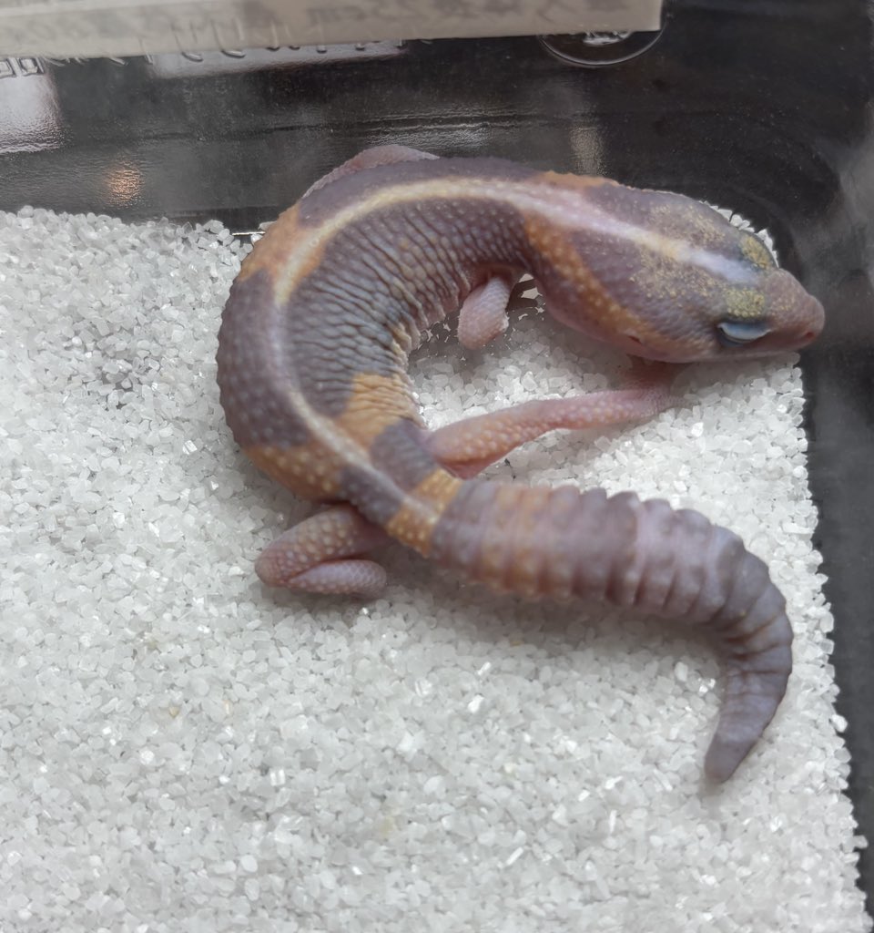 ジュニア(Gecko Jr.) tweet media