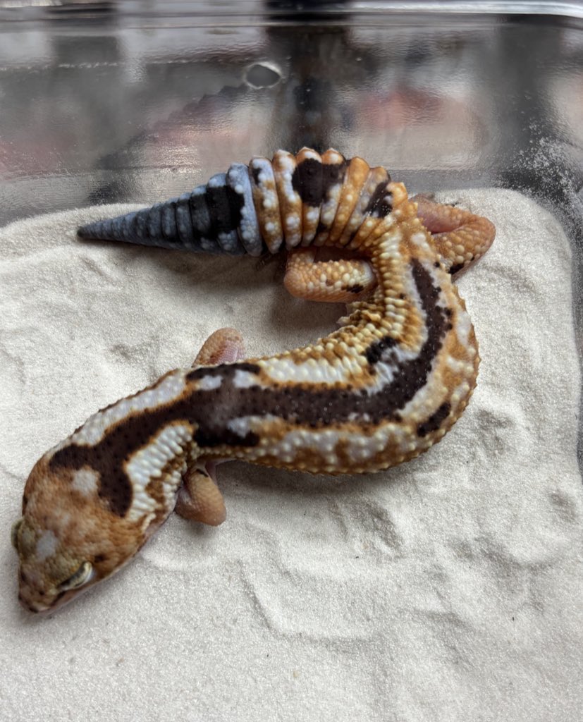 ジュニア(Gecko Jr.) tweet media