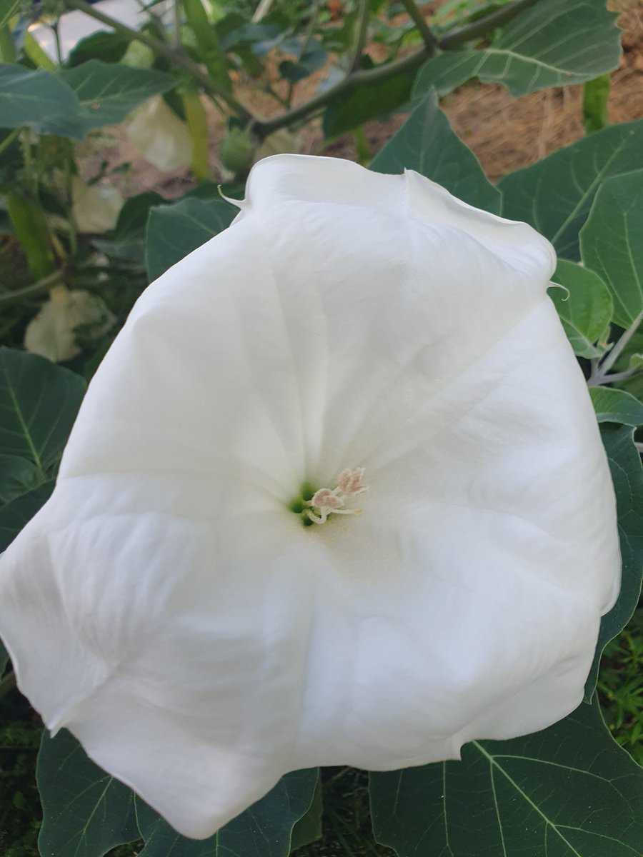 Flowers are Happiness 😊 
Have a lovely day 

꽃은 행복입니다 ❤️ 
행복한 하루 보내세요