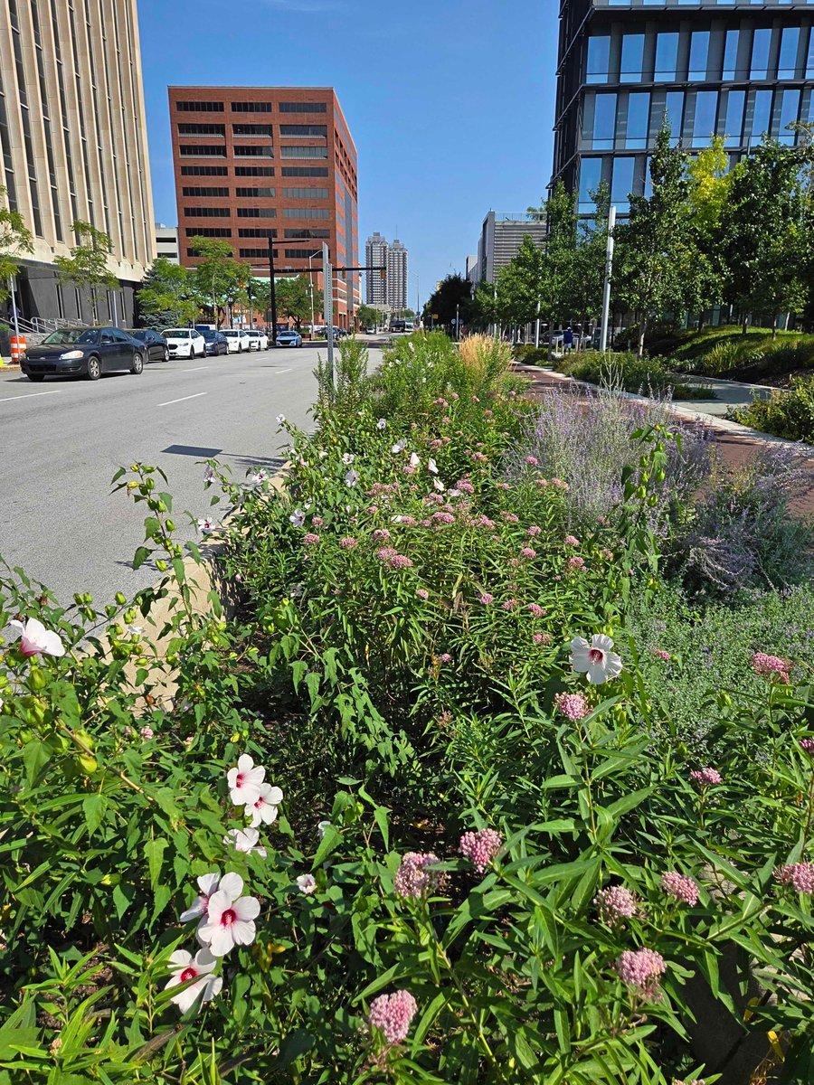 It's a pollinator playground along Alabama Street! We love seeing beautiful monarch butterflies enjoying the Marsh Milkweed that grows in our stormwater planters along this section of the Cultural Trail.