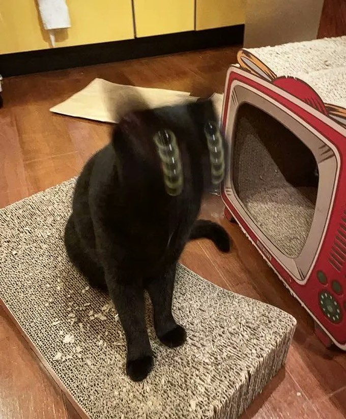 Punch Cat (@punchingcat) on Twitter photo 