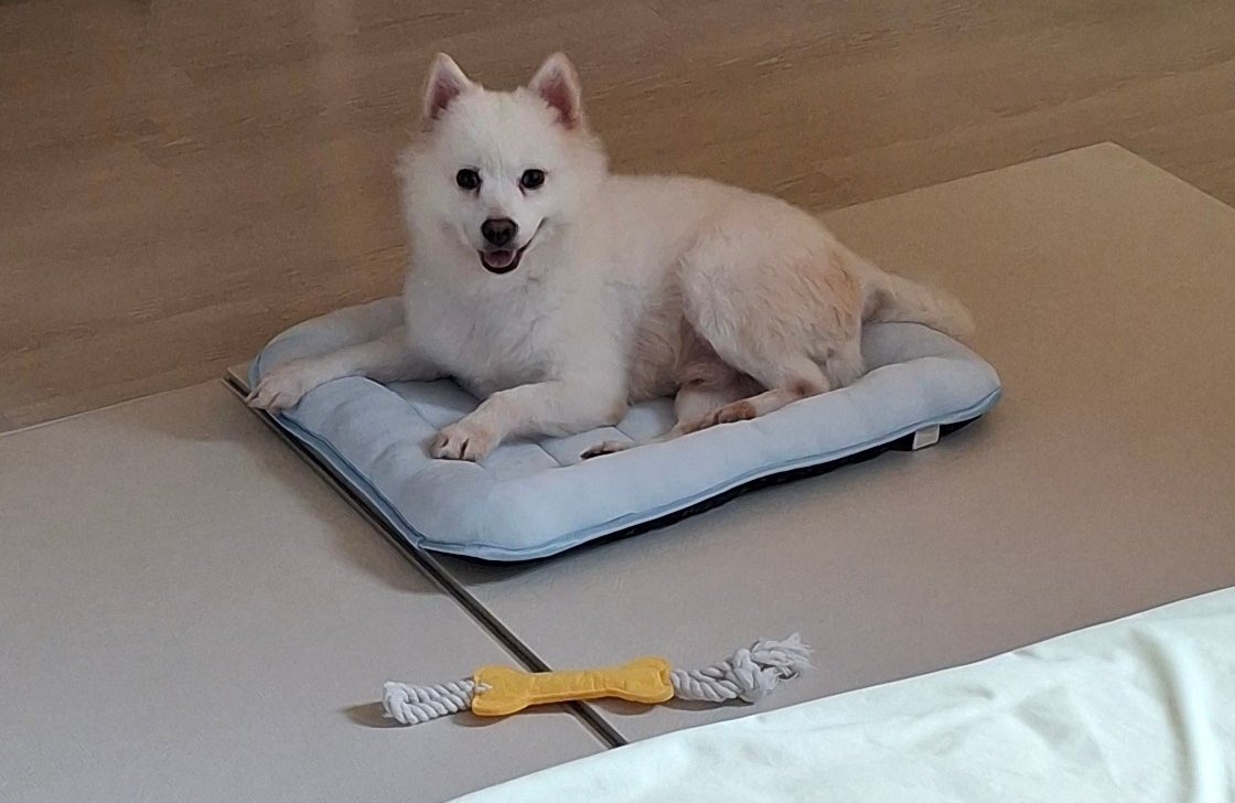 임시보호 종료 임박🥹 릴레이 임보처가 구해지지 않으면 쉼터로 돌아가야 해요.
🦮  심바, 중성화 남아, .3-4세, 8kg
매우 순하고 폭풍 애교쟁이.
24년봄 경기도 화성시 번식장폐쇄로 남양 보호소에 입소후 안락사직전  긴급 구조된 아이입니다. (이어서)