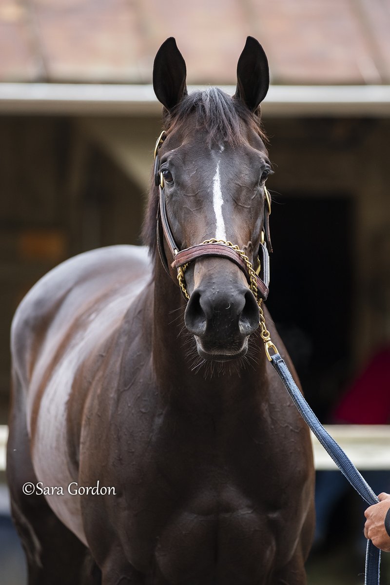SaraChristineG's tweet photo. Ornellaia 🌟

The 2-year-old Girvin filly, purchased for $1.1 million out of the @FasigTiptonCo Midlantic Two-Year-Olds in Training Sale, earned a TDN Rising Star on debut at the Spa Aug. 2. Trained by Chad Brown, she is nominated to the Aug. 30 GI Spinaway Stakes. https://t.co/lHFWCD4eya