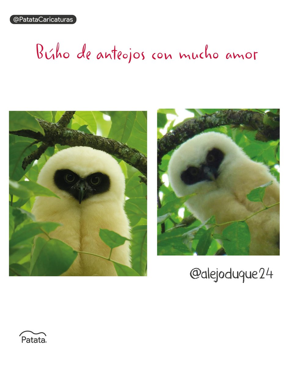 PATATAdibujo's tweet photo. (Foto) Captan a búho de anteojos con mancha en forma de corazón ❤️🦉 https://t.co/1eBaE8XfkA