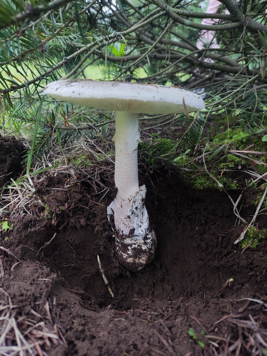 Eres médica/médico u otra profesional de la salud ⚕️EL PRÓXIMO DOMINGO haré una caminata dirigida al personal de la salud con ENFOQUE A HONGOS TÓXICOS Y SU ATENCIÓN ⚠️🍄⚠️

🛑Pide info🛑
Rt plis

📸Amanita tóxica mortal